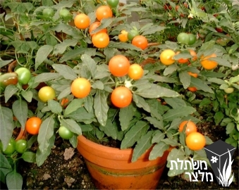 סולנום - Solanum