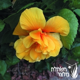 היביסקוס - Hibiscus