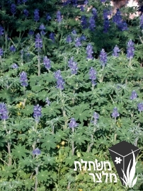 תורמוס - Lupinus