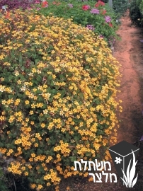 חמציץ - Oxalis