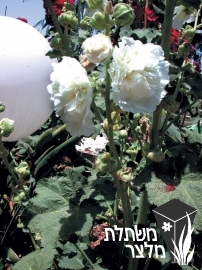 חוטמית - Alcea