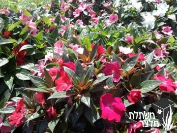 בשמת - Impatiens