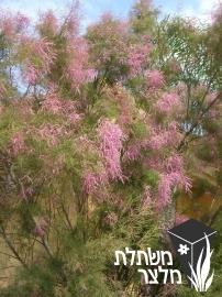 אשל - Tamarix