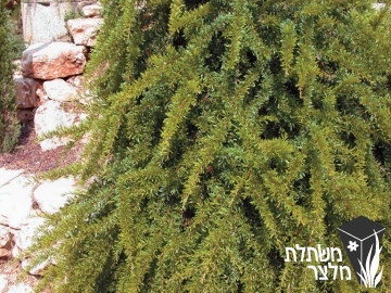 גרווליאה - Grevillea