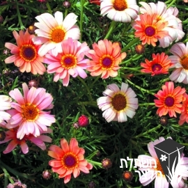 חרצית - Chrysanthemum