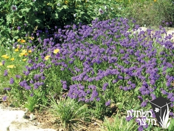 ורבנה - Verbena