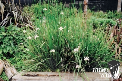 דיאטס - Dietes