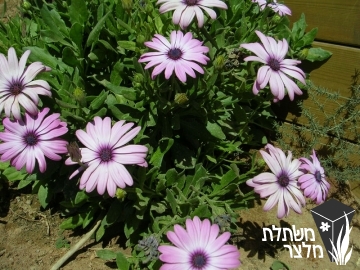 גרמית - Osteospermum