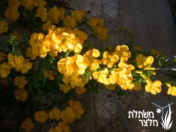 יפאורת - (Macfadyena (Doxantha