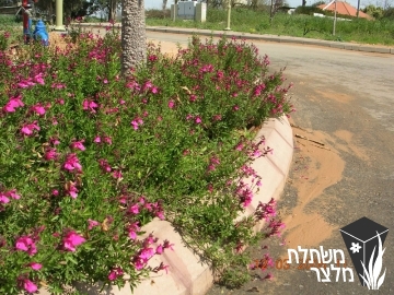 מרוות - Salvia