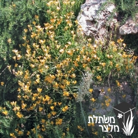 מונופסיס - Monopsis