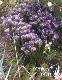 עדעד - Limonium