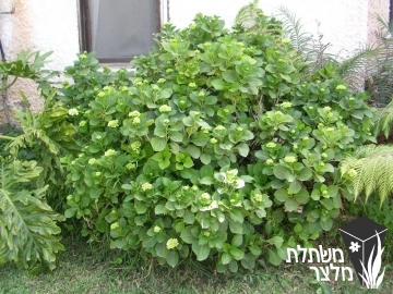 הידרנגיאה - Hydrangea