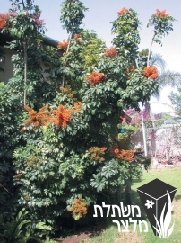 שפלרה - Schefflera