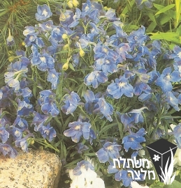 דורבנית - Delphinium