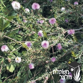 מללויקה - Melaleuca