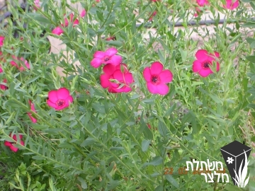 פשתה - Linum