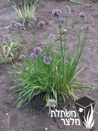 שום - Allium