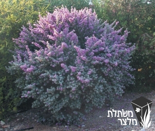 לבן-עלה (ליקופילום) - Leucophyllum