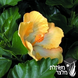 היביסקוס - Hibiscus