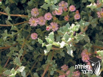 אוסקולריה - Oscularia