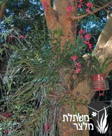 אפידנדרון - Epidendrum