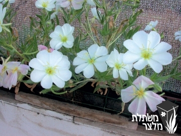 נר-לילה - Oenothera