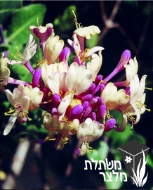 יערה - Lonicera