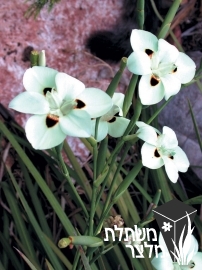 דיאטס - Dietes