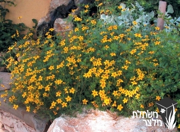 דו-שן (בידנס) - Bidens