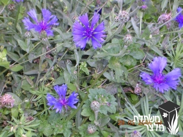 דרדר - Centaurea