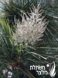 קורדילין - Cordyline