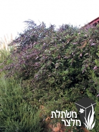 שיח-אברהם - Vitex