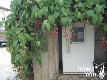 תונברגיה - Thunbergia