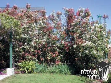 פוטיניה - Photinia