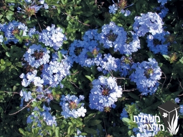 עופרית - Plumbago