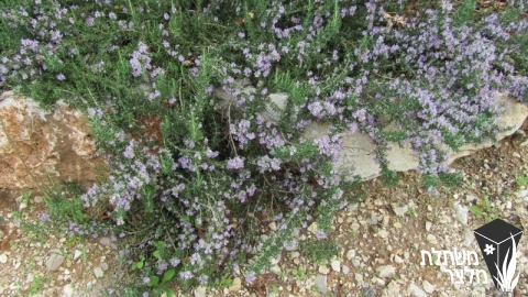 רוזמרין - Rosmarinus