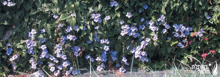 תונברגיה - Thunbergia