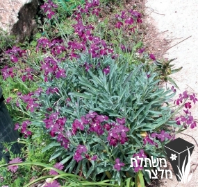 מנתור - Matthiola