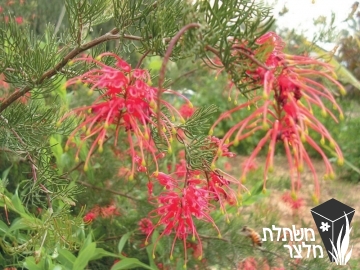 גרווילאת - Grevillea