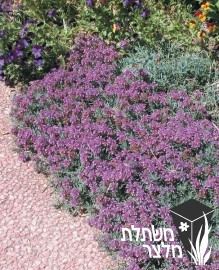 געדת - Teucrium