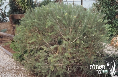 קלותמנוס - Calothamnus