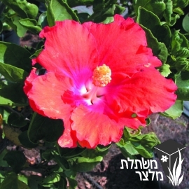 היביסקוס - Hibiscus