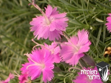 ציפורן - Dianthus