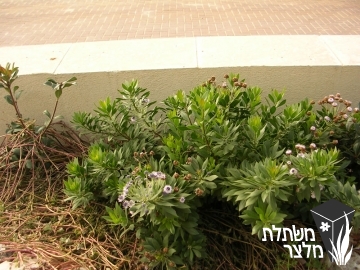 גולנית - Globularia