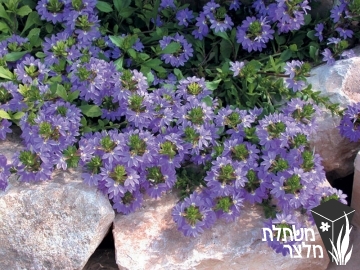 סקבולה - Scaevola