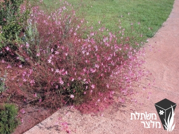 גאורה - Gaura