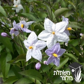 סולנום - Solanum