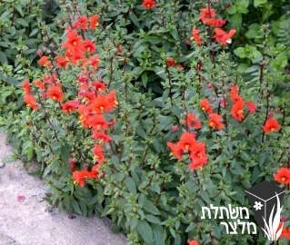 אלונסואת - Alonsoa