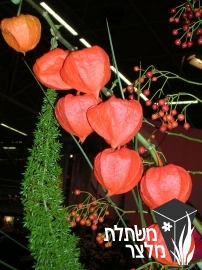 בוען - Physalis